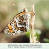 melitaea abbas turanchay male ex larva3